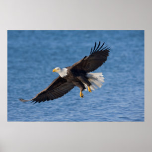 Bald eagle in flight poster