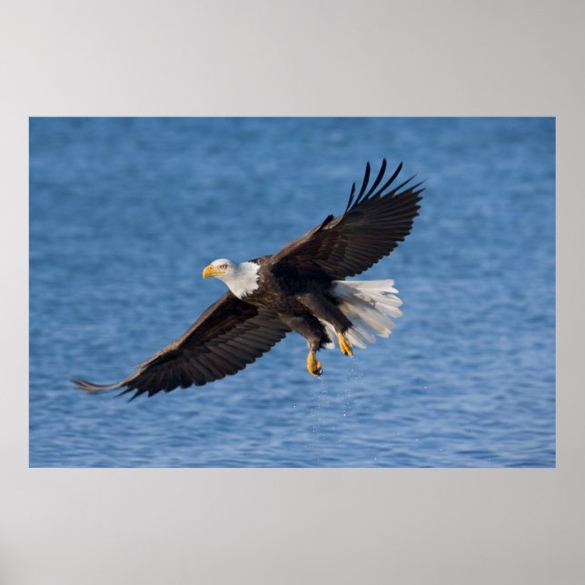 Bald eagle in flight poster (Front)