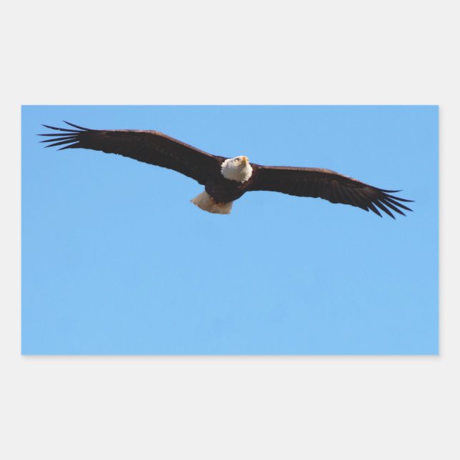 Bald Eagle in Flight Sticker (Front)