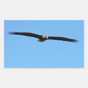Bald Eagle in Flight Sticker