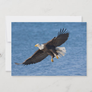 Bald eagle in flight thank you card