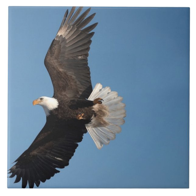 Bald Eagle in Flight Tile (Front)