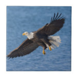 Bald eagle in flight tile<br><div class="desc">Bald eagle,  Homer,  Southcentral Alaska</div>
