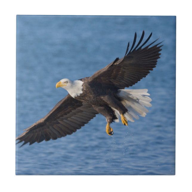 Bald eagle in flight tile (Front)