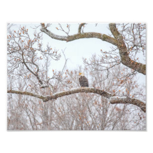 Bald Eagle In Snow Photo Print