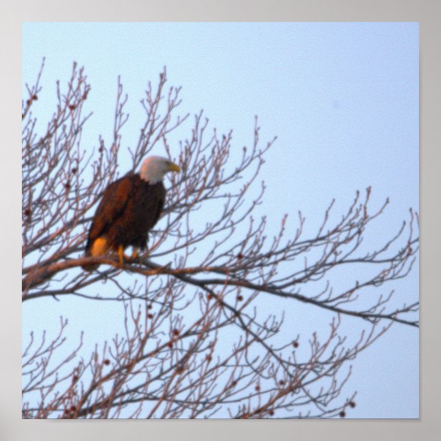 Bald Eagle in Tree Poster (Front)