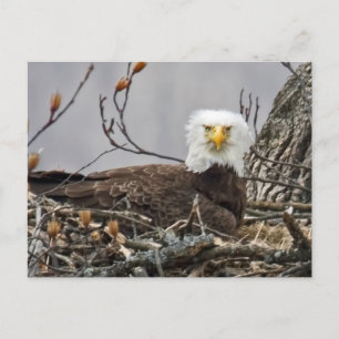 Bald Eagle Incubating an Egg Postcard