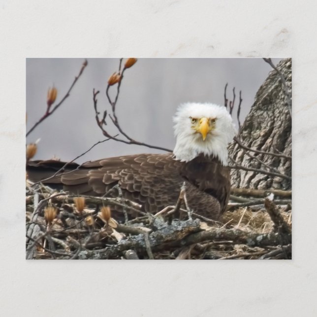 Bald Eagle Incubating an Egg Postcard (Front)