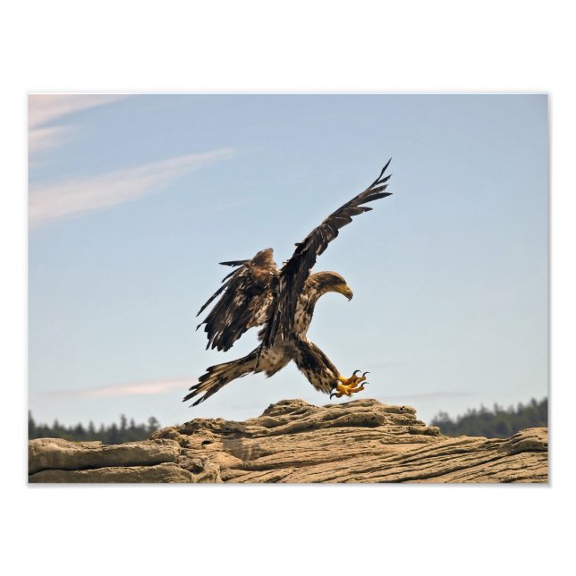 Bald Eagle Landing Fine Art Print (Front)