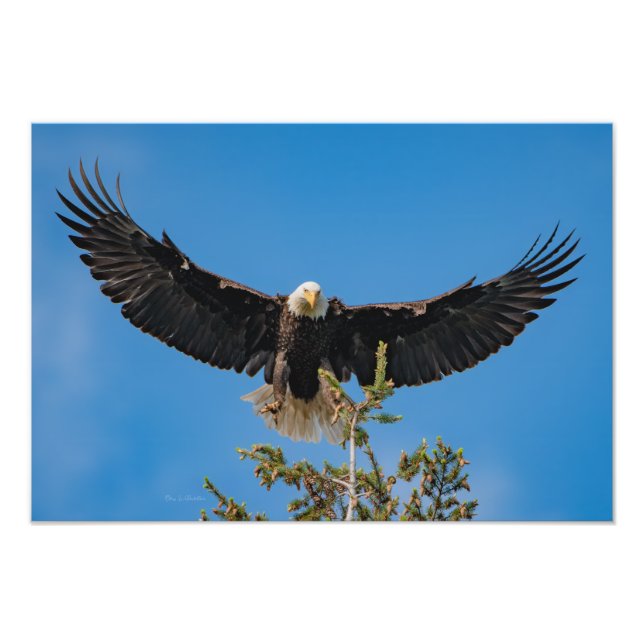 Bald Eagle Landing Photo Print (Front)