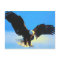 Bald Eagle Landing Postcard