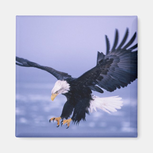 Bald Eagle Landing Wings Spread in a Storm, Magnet (Front)