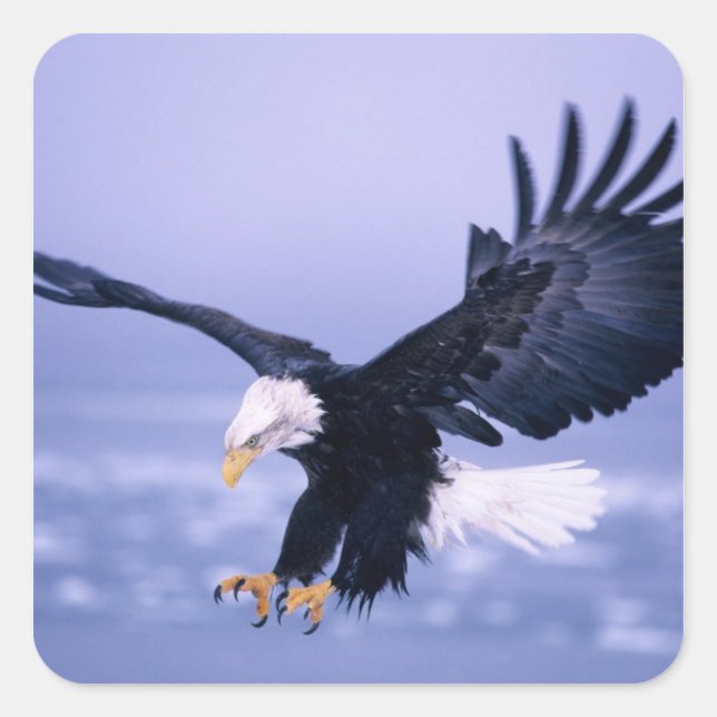 Bald Eagle Landing Wings Spread in a Storm, Square Sticker (Front)