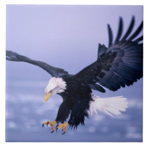 Bald Eagle Landing Wings Spread in a Storm, Tile