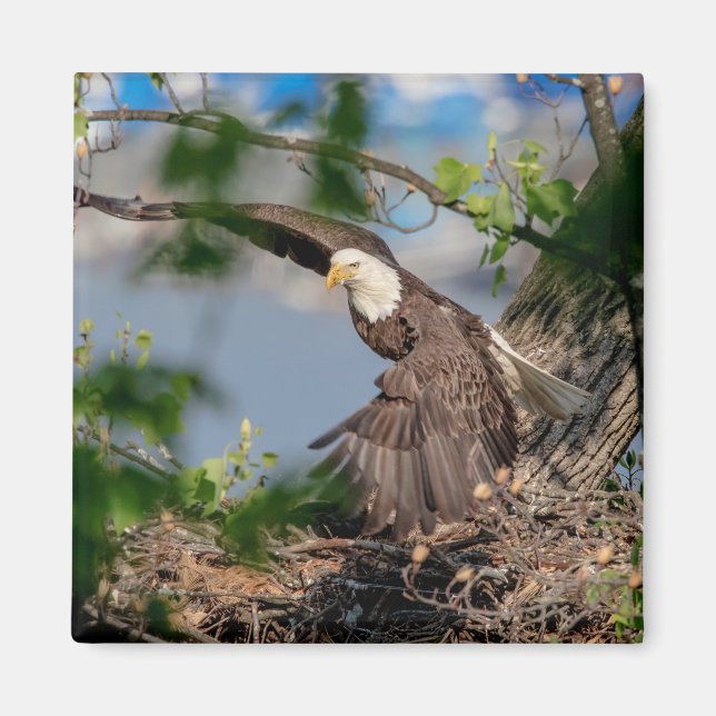 Bald Eagle leaving the nest Magnet (Front)