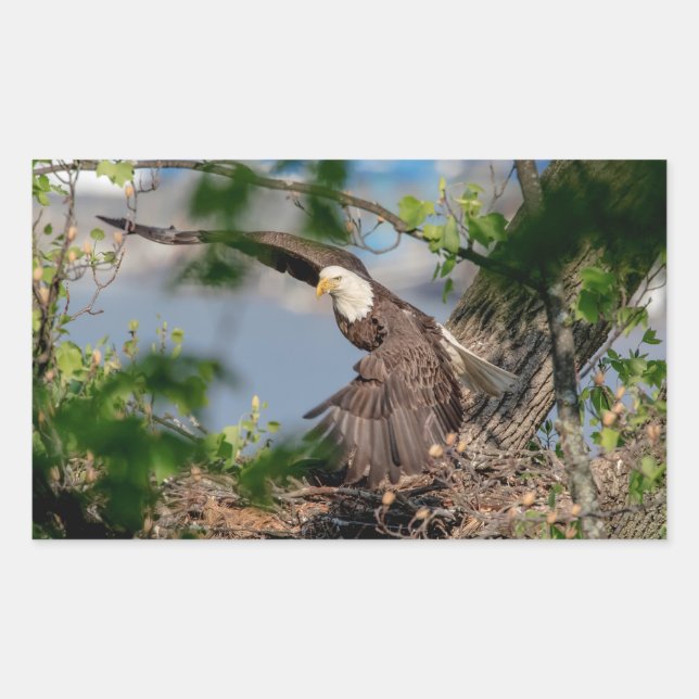 Bald Eagle leaving the nest Sticker (Front)