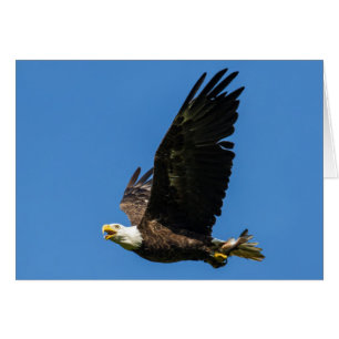 Bald Eagle, Lets Do Lunch
