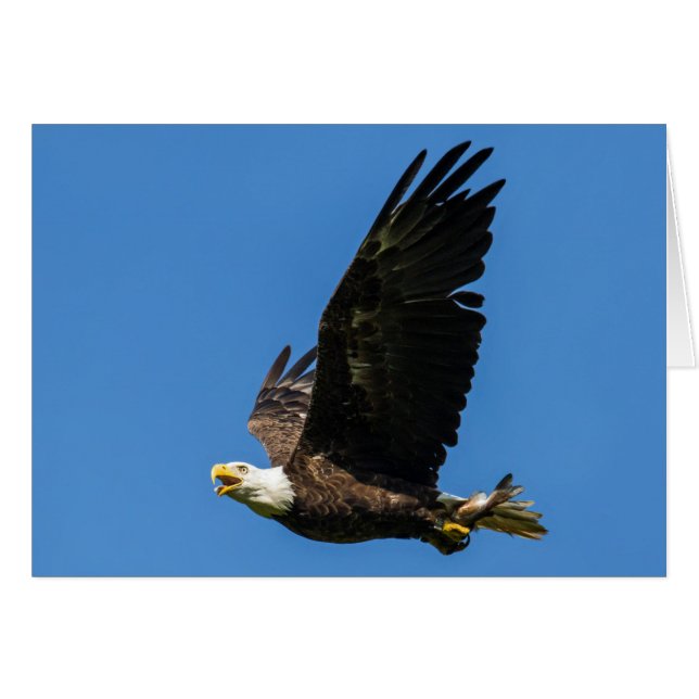 Bald Eagle, Lets Do Lunch (Front Horizontal)