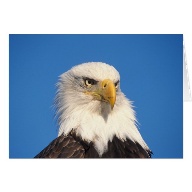 Bald Eagle Look (Front Horizontal)