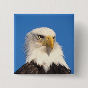 Bald Eagle Look 2 Inch Square Button