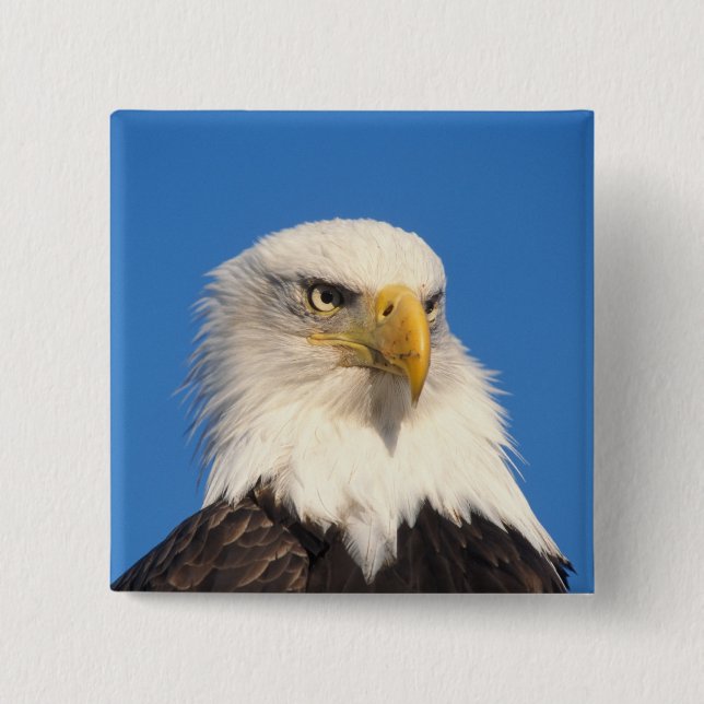 Bald Eagle Look 2 Inch Square Button (Front)