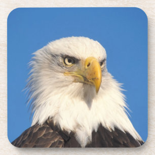 Bald Eagle Look Coaster