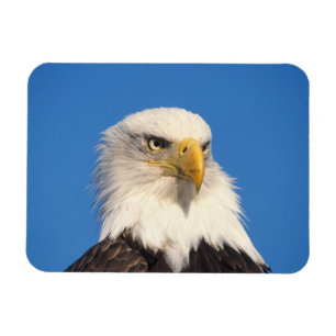 Bald Eagle Look Magnet