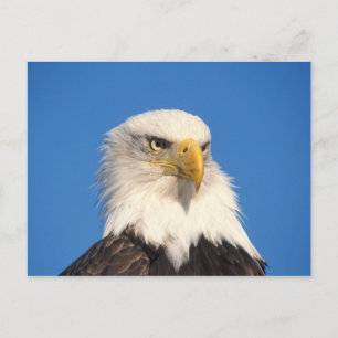 Bald Eagle Look Postcard