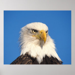 Bald Eagle Look Poster