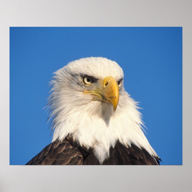 Bald Eagle Look Poster (Front)