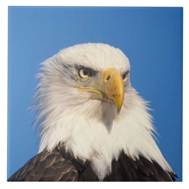 Bald Eagle Look Tile (Front)