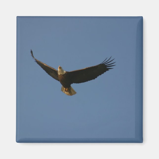 Bald Eagle Magnet (Front)