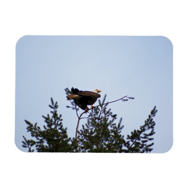 Bald Eagle Magnet (Horizontal)