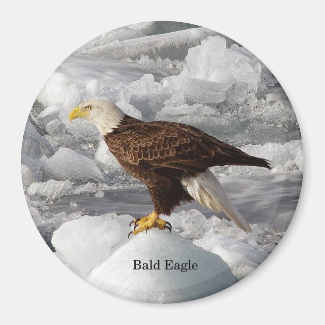 Bald Eagle magnet (Front)