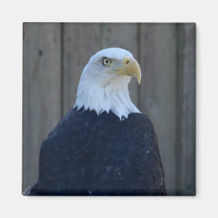 Bald Eagle Magnet