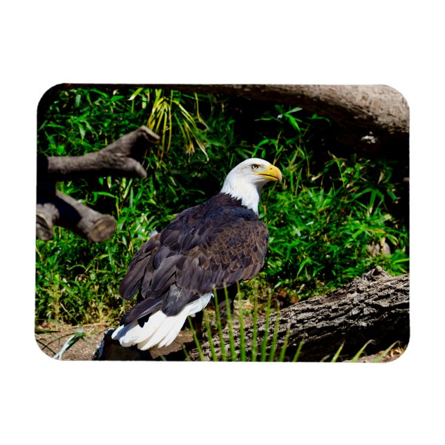 Bald Eagle - Magnet (Horizontal)