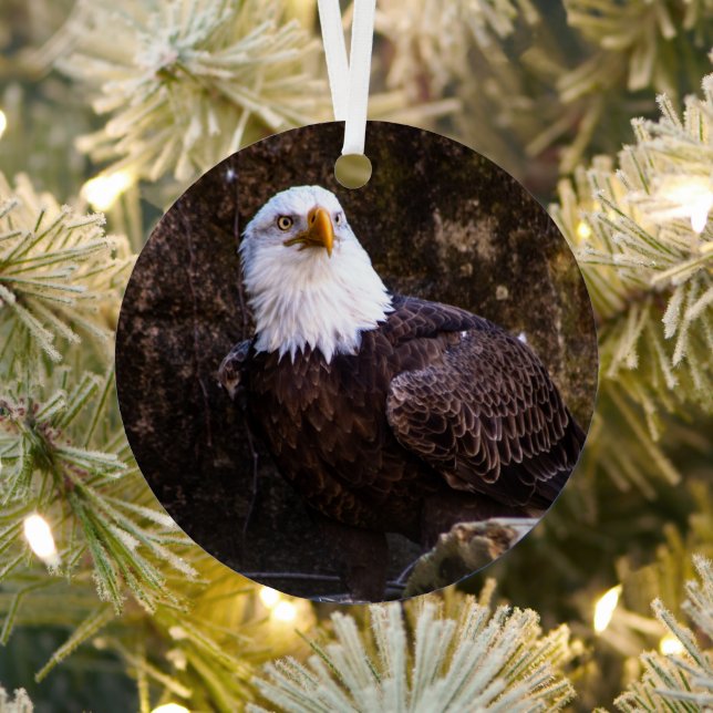 Bald Eagle Metal Ornament (Insitu)