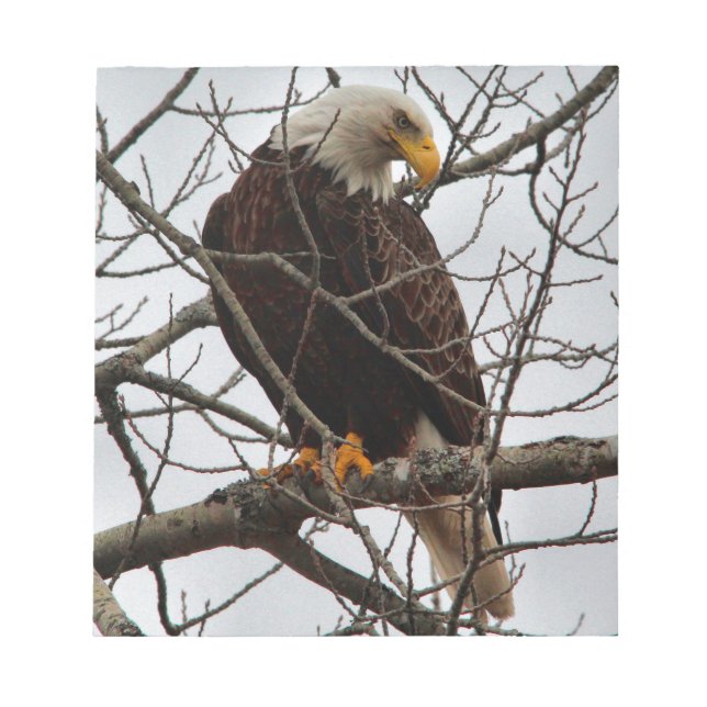 Bald Eagle Notepad (Front)