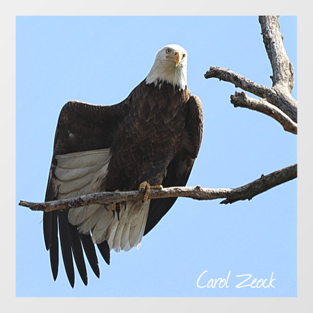 Bald Eagle Of Columbiana Ohio Window Cling (Sheet)