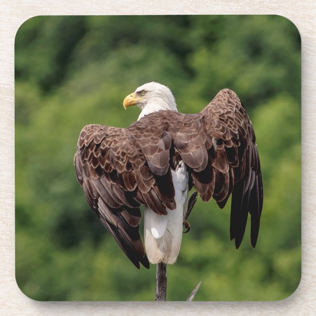 Bald Eagle on a branch Coaster (Front)