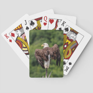 Bald Eagle on a branch Playing Cards