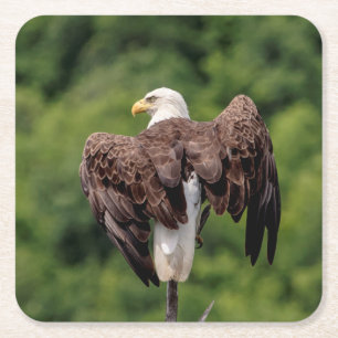 Bald Eagle on a branch Square Paper Coaster