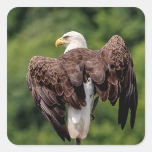 Bald Eagle on a branch Square Sticker