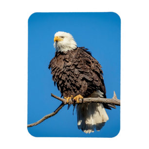 Bald Eagle on a tree branch Magnet