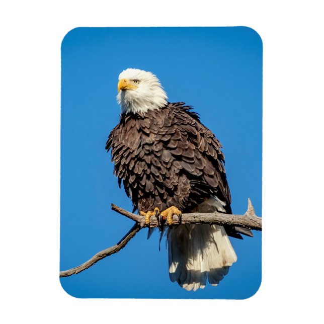 Bald Eagle on a tree branch Magnet (Vertical)