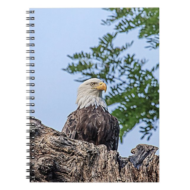 Bald Eagle on a tree branch Notebook (Front)