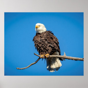 Bald Eagle on a tree branch Poster