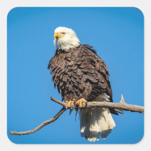 Bald Eagle on a tree branch Square Sticker