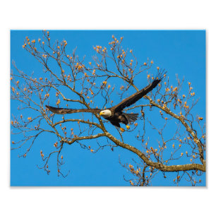 Bald Eagle On Blue Photo Print
