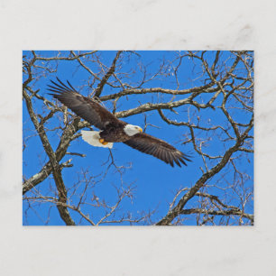 Bald Eagle On Blue Postcard